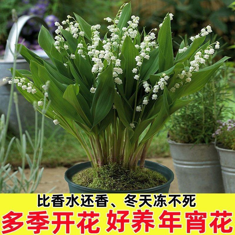 铃兰花苗带芽浓香型年宵花卉绿植阳台室内多年生耐寒植物四季