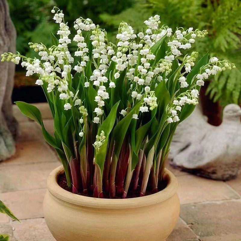 铃兰花苗带芽浓香型年宵花卉绿植阳台室内多年生耐寒植物四季