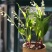 铃兰花苗带芽浓香型年宵花卉绿植阳台室内多年生耐寒植物四季