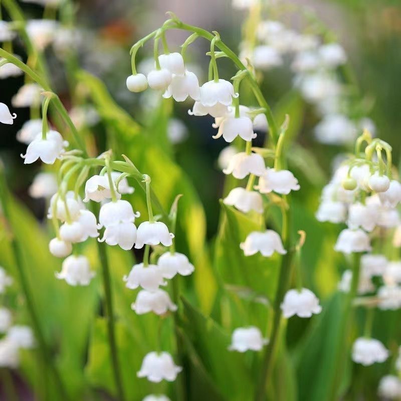 铃兰花苗带芽浓香型年宵花卉绿植阳台室内多年生耐寒植物四季