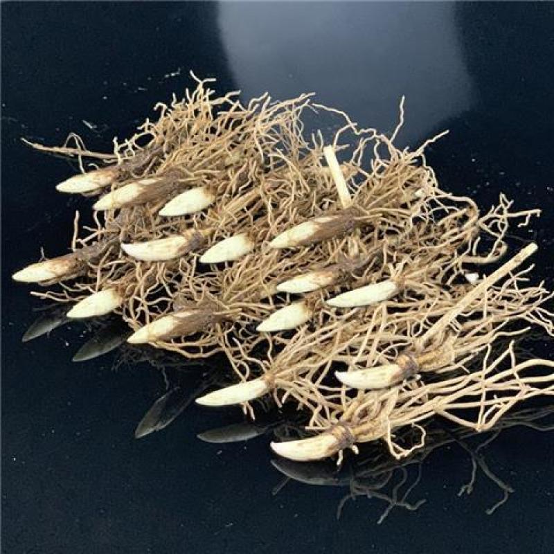 铃兰花苗带芽浓香型年宵花卉绿植阳台室内多年生耐寒植物四季