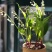 铃兰花苗带芽浓香型年宵花卉绿植阳台室内多年生耐寒植物四季