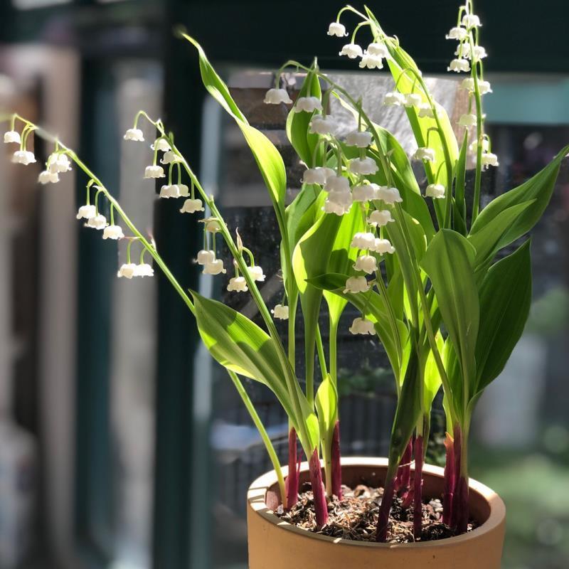 铃兰花苗带芽浓香型年宵花卉绿植阳台室内多年生耐寒植物四季
