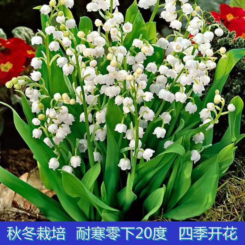 铃兰花苗带芽浓香型年宵花卉绿植阳台室内多年生耐寒植物四季