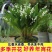 铃兰花苗带芽浓香型年宵花卉绿植阳台室内多年生耐寒植物四季