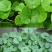 马蹄金种子草籽草坪种子小金钱草铜钱草种子易种常青耐高温