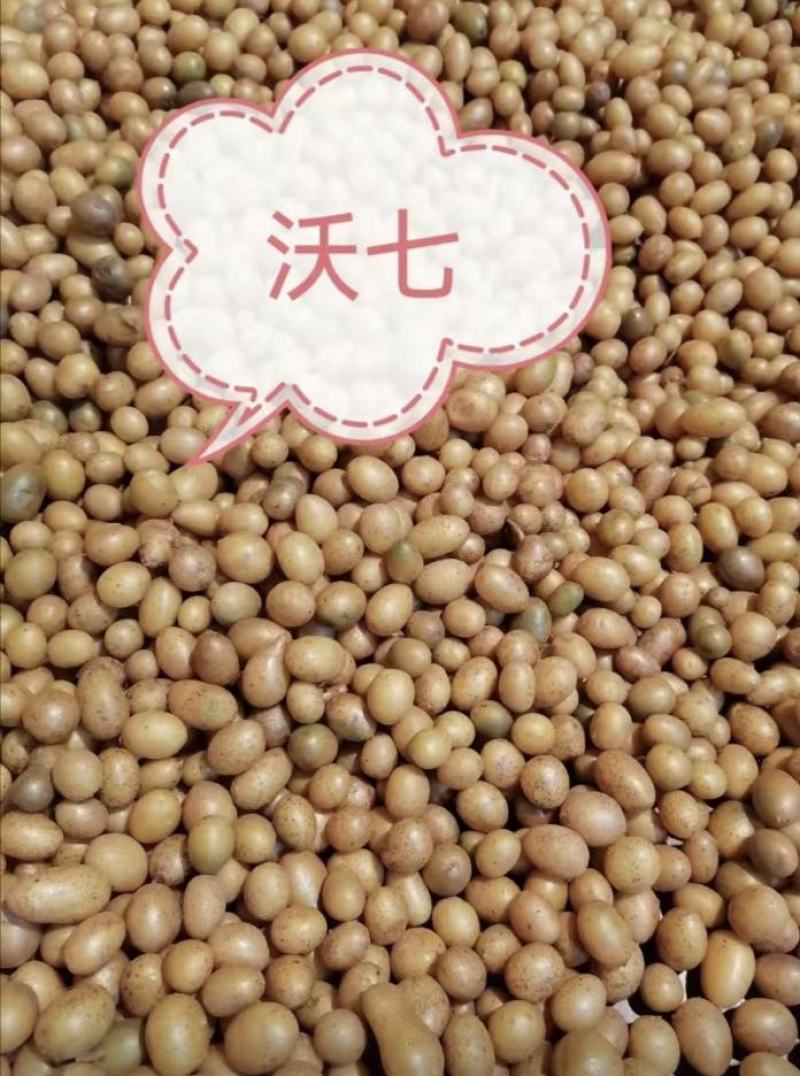 张北县微型薯起售数量10万颗，限大批量购买