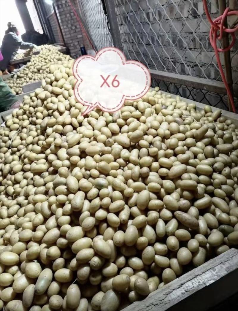 张北县微型薯起售数量10万颗，限大批量购买