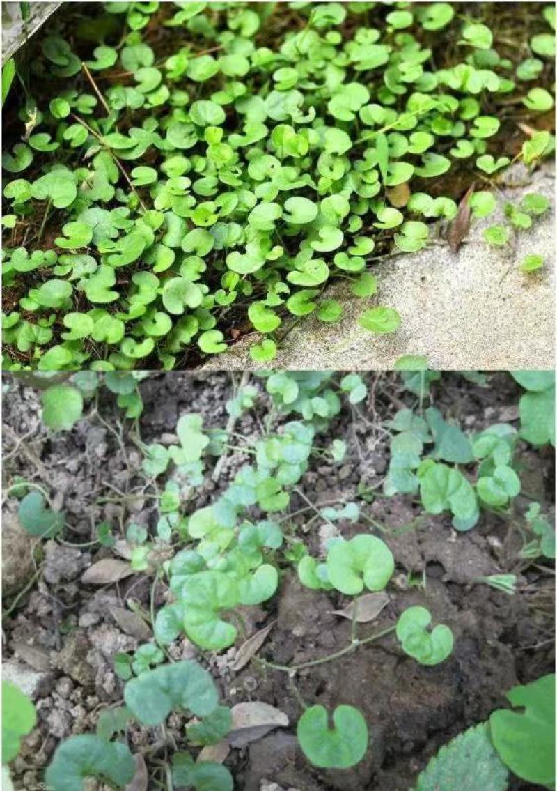 马蹄金种子草籽草坪种子小金钱草铜钱草种子易种常青耐高温