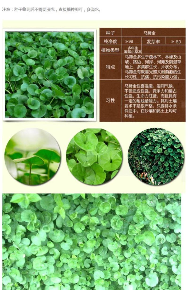 马蹄金种子草籽草坪种子小金钱草铜钱草种子易种常青耐高温