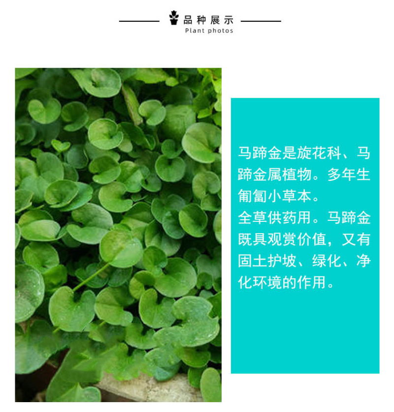 马蹄金种子草籽草坪种子小金钱草铜钱草种子易种常青耐高温