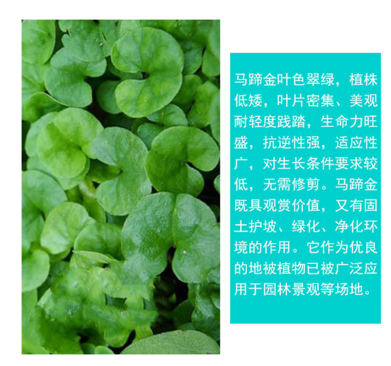 马蹄金种子草籽草坪种子小金钱草铜钱草种子易种常青耐高温