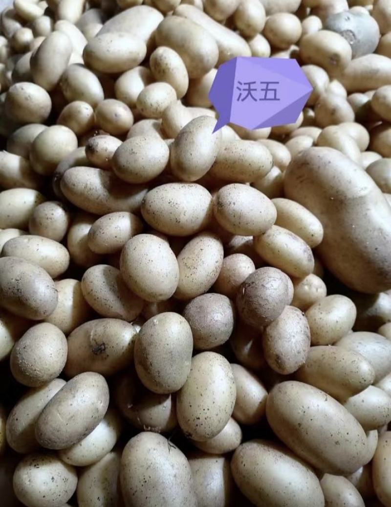 张北县微型薯起售数量10万颗，限大批量购买