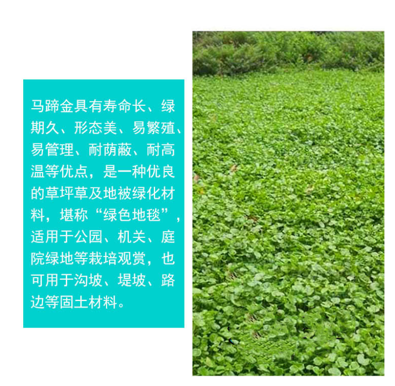 马蹄金种子草籽草坪种子小金钱草铜钱草种子易种常青耐高温