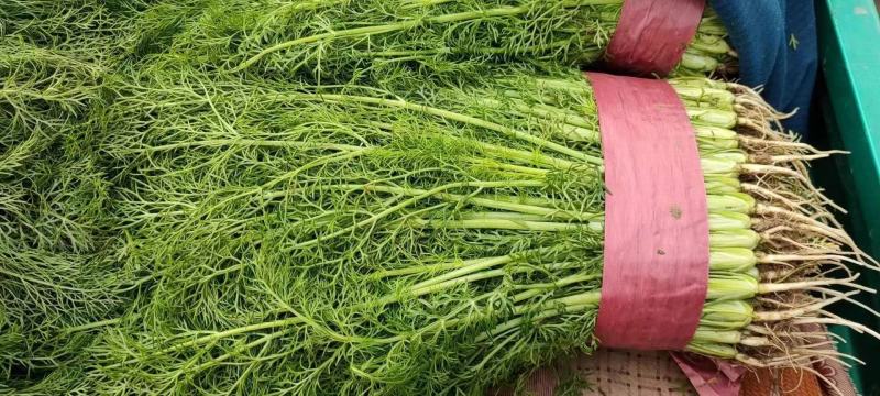 邯郸精品小回香大量有货产地直供30到45左右货源充足