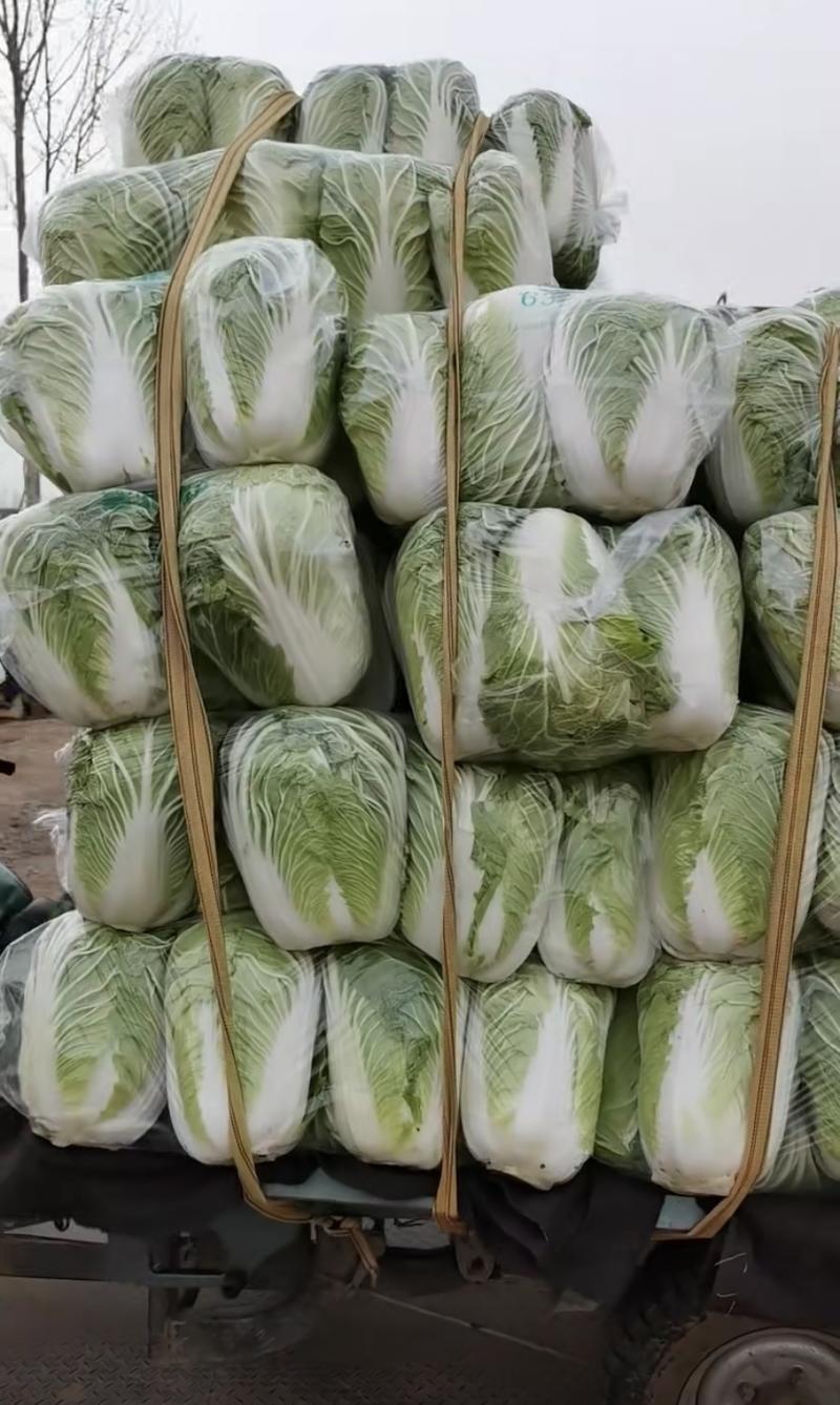 精品黄心大白菜，基地货，保质保量。