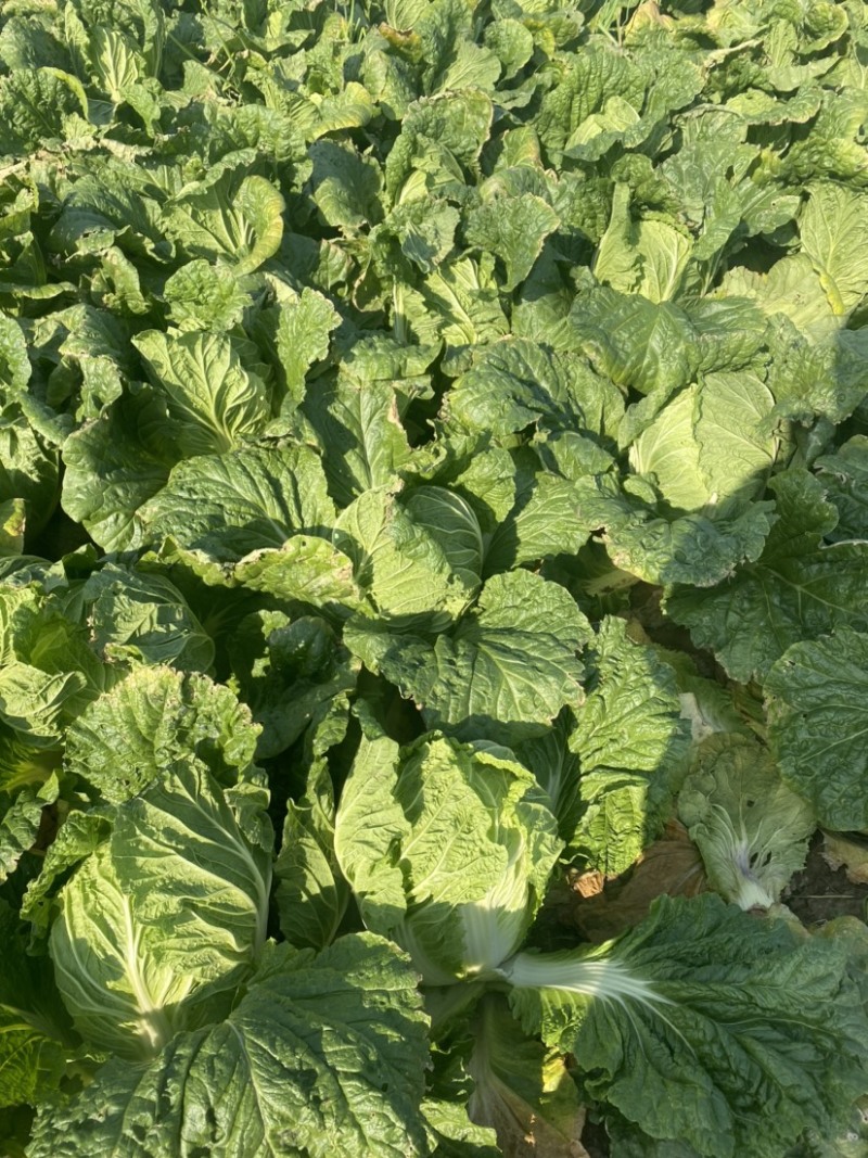 精品黄心大白菜，基地货，保质保量。