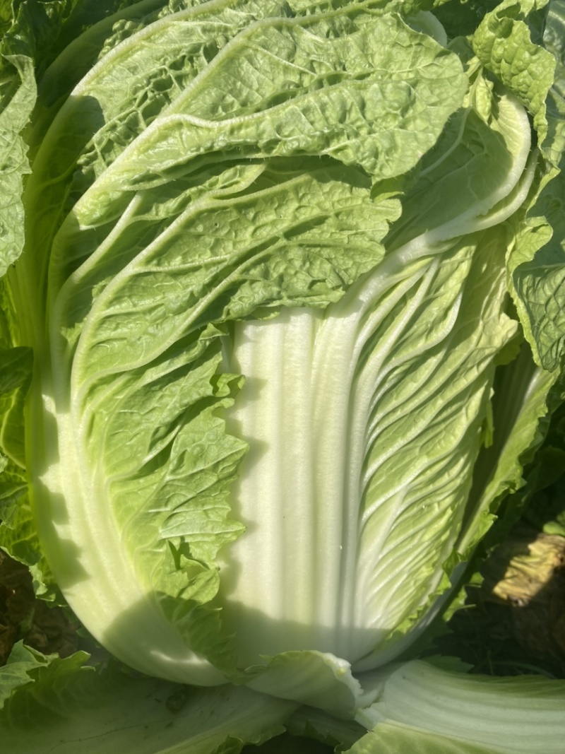 精品黄心大白菜，基地货，保质保量。