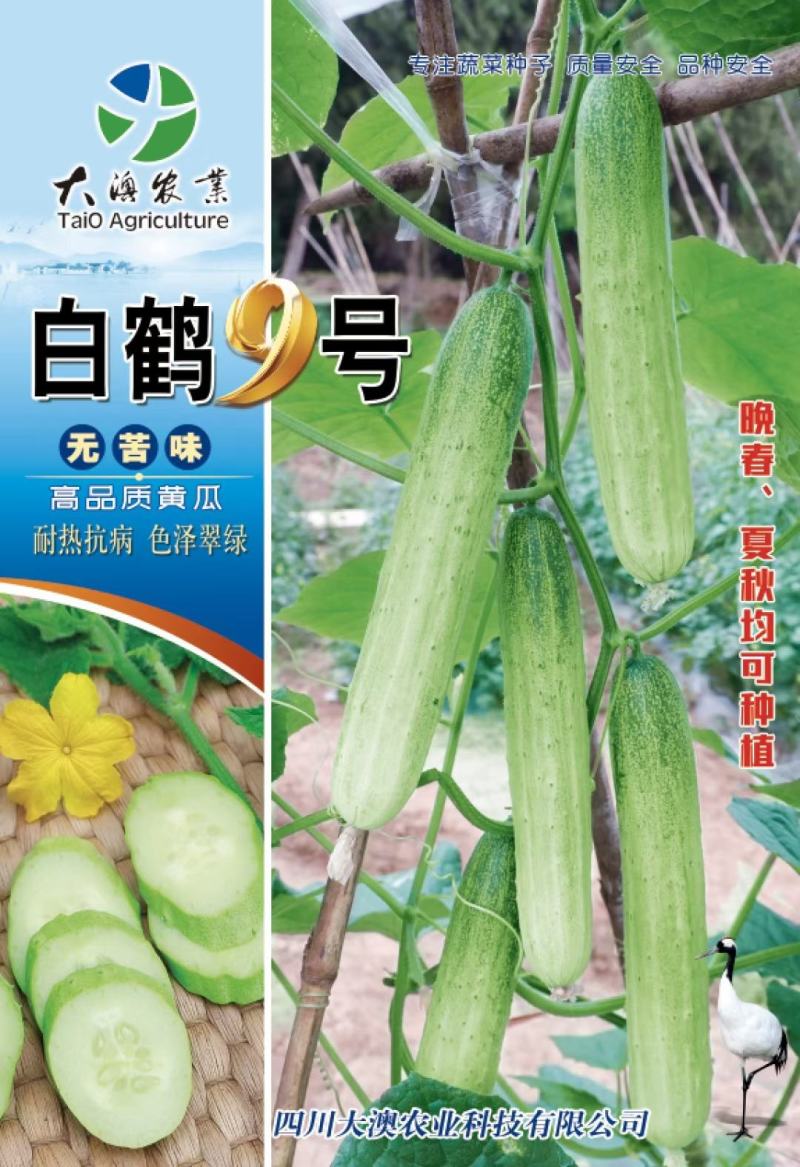 水果黄瓜种子白鹤9号青白条顺直强雌性脆甜无苦味耐热