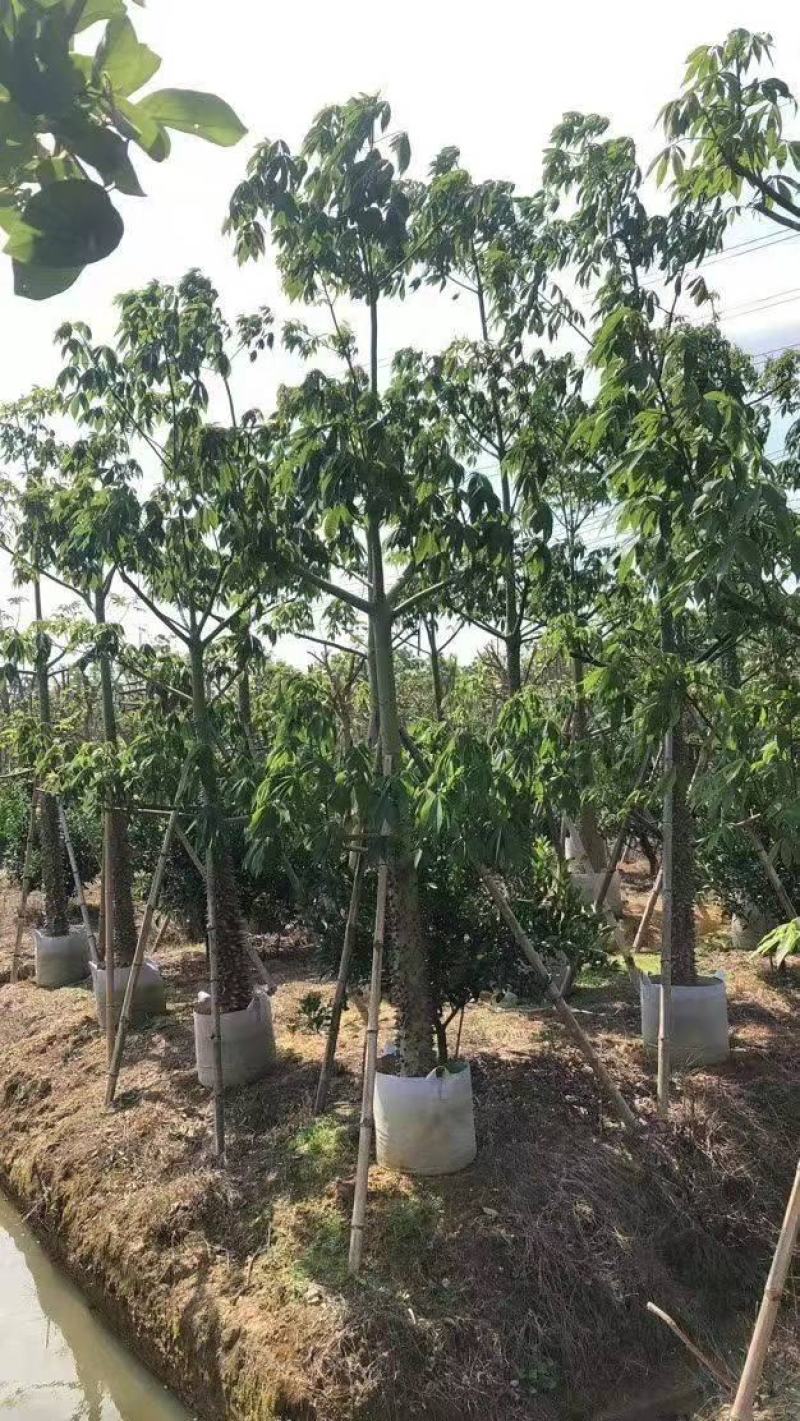 木锦苗