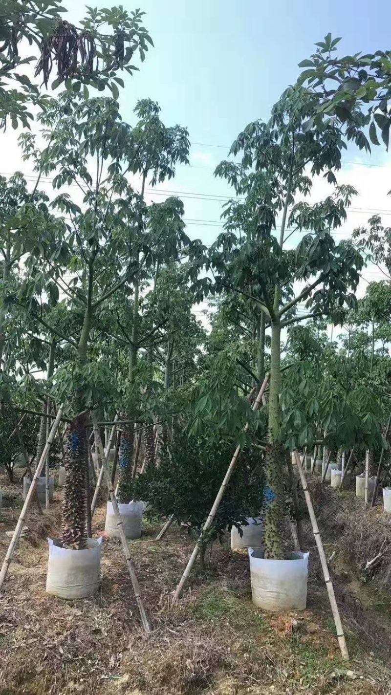 木锦苗