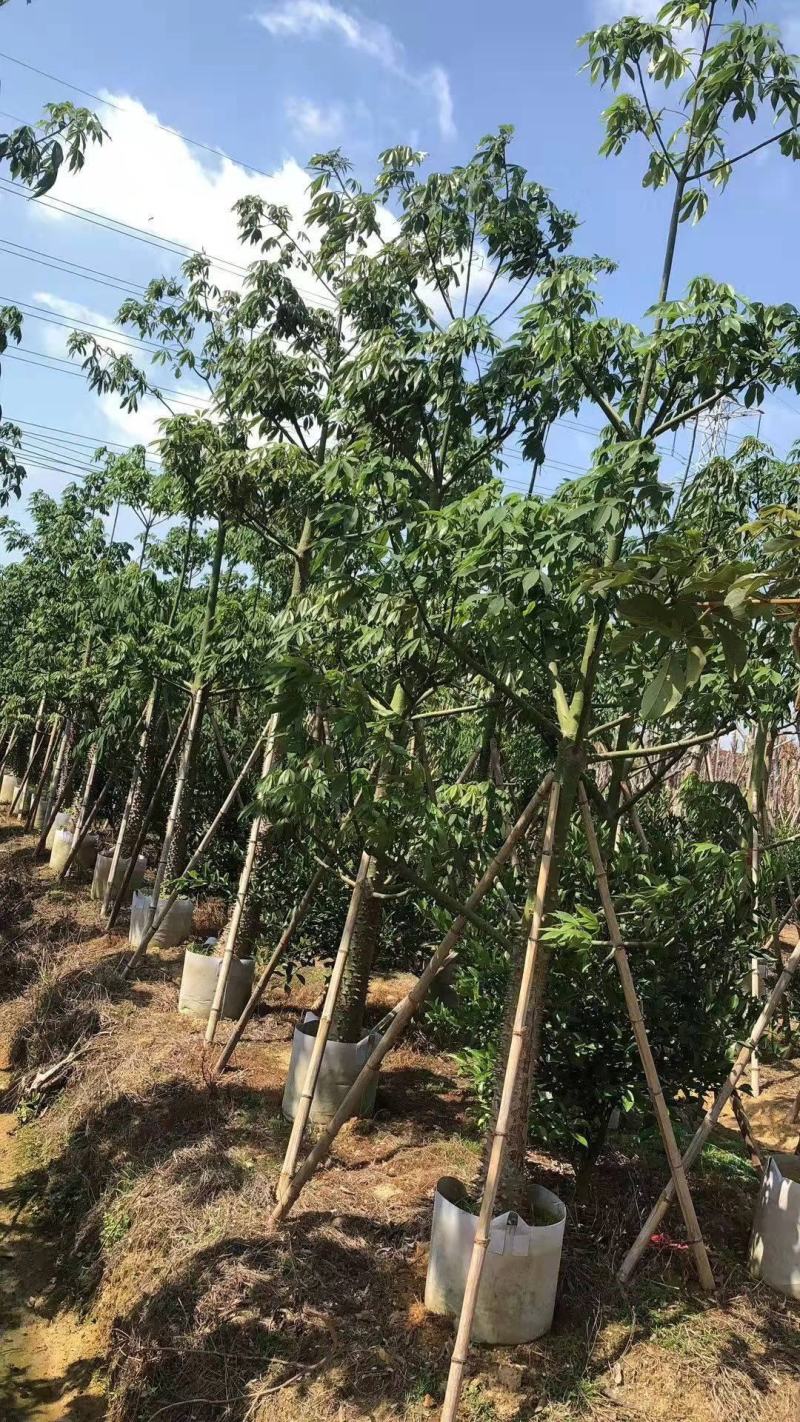 木锦苗