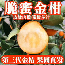 融安脆蜜金柑出口精品果货源充足批发社区团购一件代