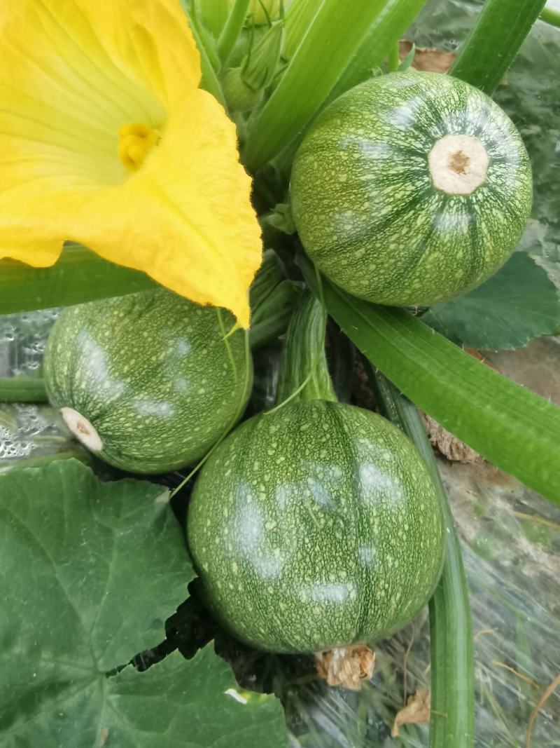 圆西葫芦种子圆丽早熟翠绿节节有瓜亮度好抗病毒高产