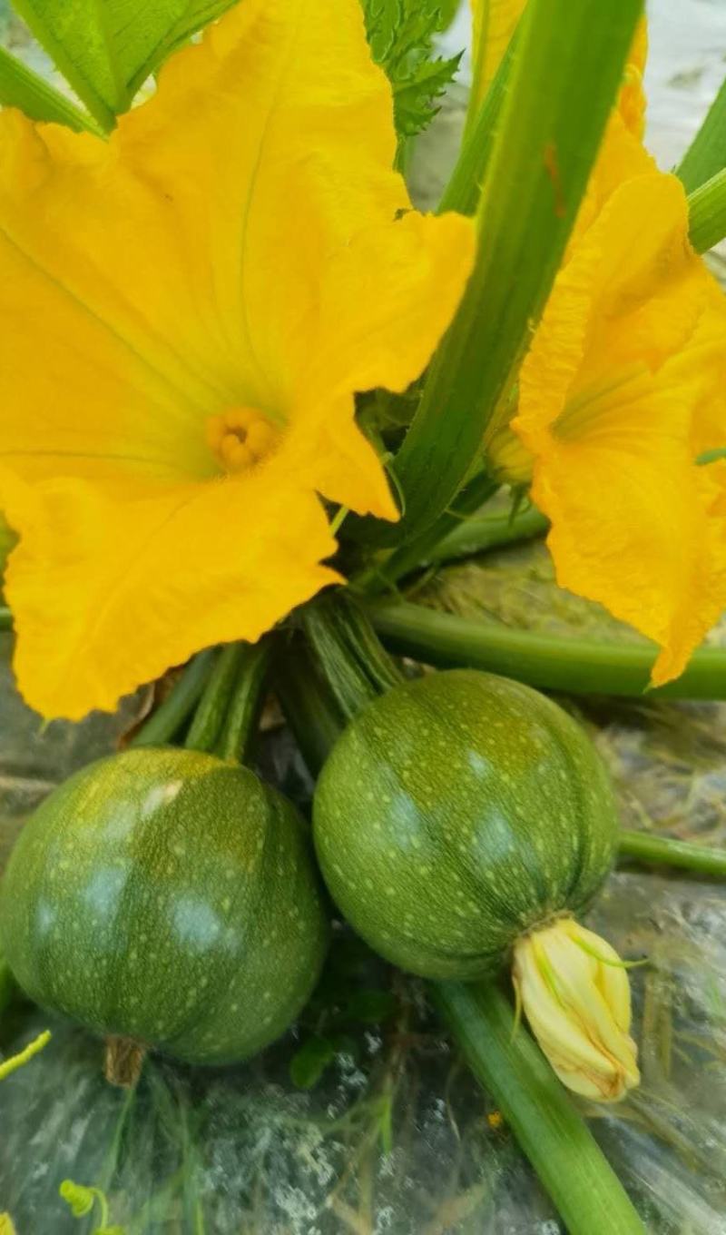 圆西葫芦种子圆丽早熟翠绿节节有瓜亮度好抗病毒高产