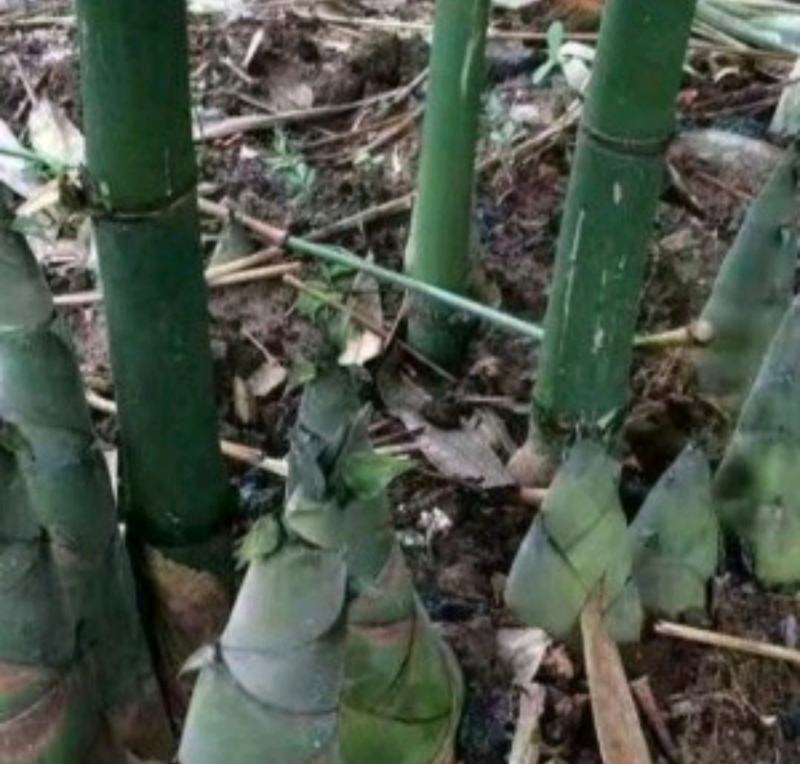 麻竹苗麻竹丫竹枝苗甜竹苗广东英麻竹笋之乡麻笋苗甜竹苗