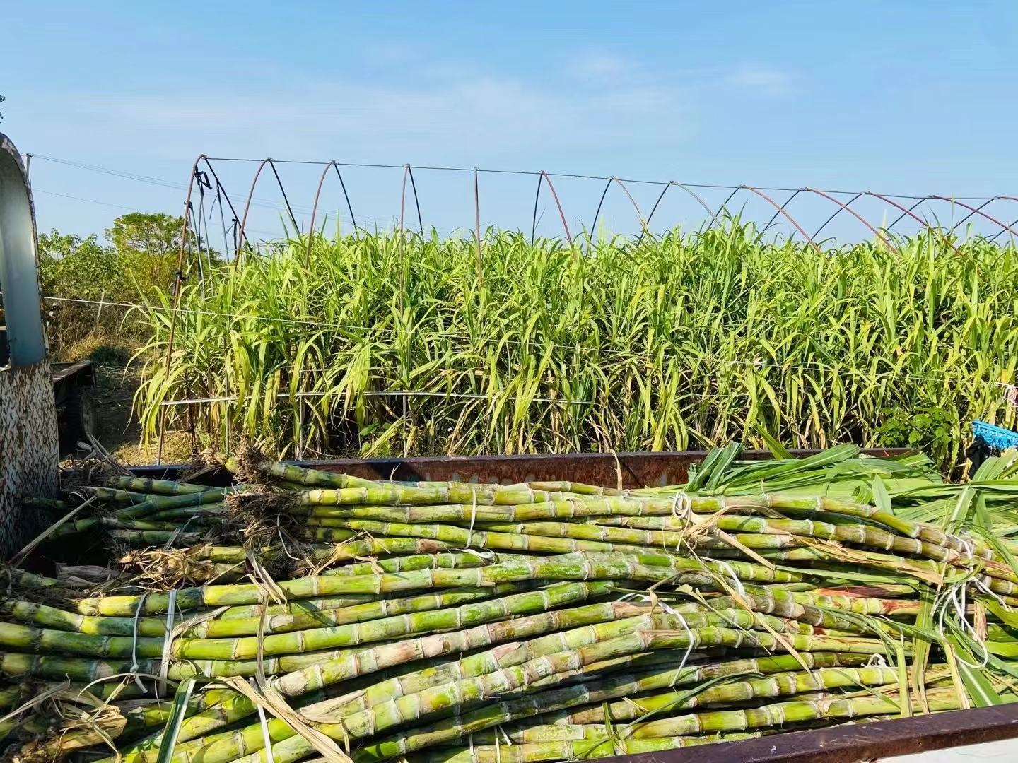 青皮甘蔗榨汁加工现场