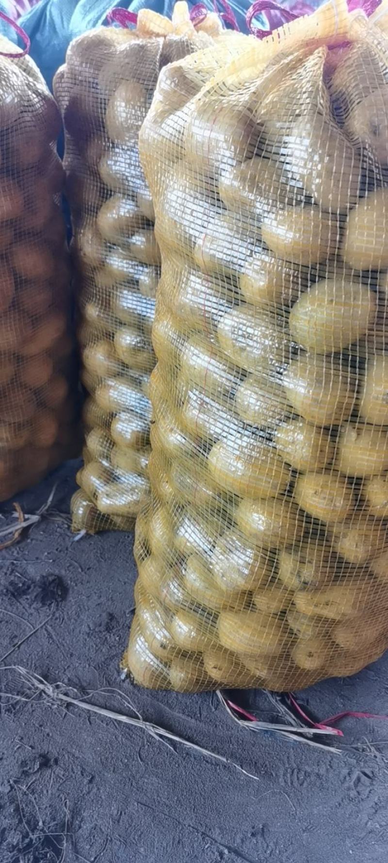 优质费乌瑞它脱毒土豆种，抗病强，产量高，大量现货