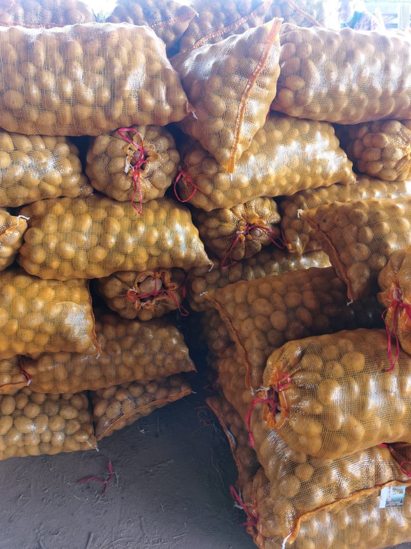 优质费乌瑞它脱毒土豆种，抗病强，产量高，大量现货
