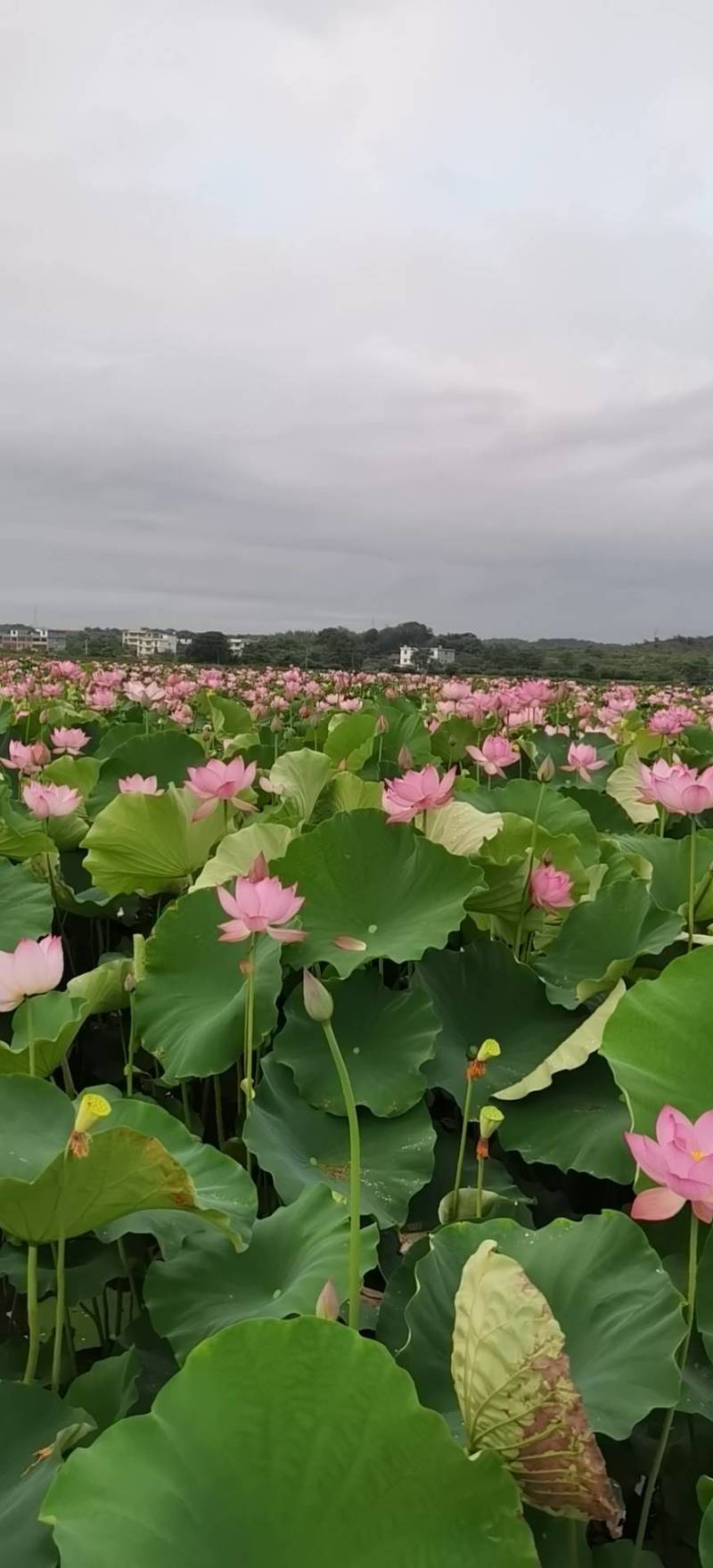 莲藕苗