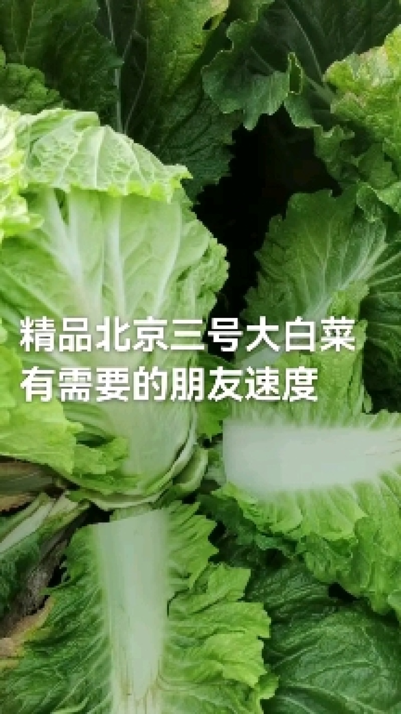玉田白菜，北京三号质量优异价格优惠绑薄叶绿甜口菜.开锅烂