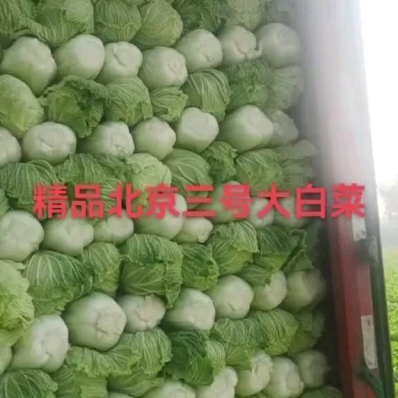 玉田白菜，北京三号质量优异价格优惠绑薄叶绿甜口菜.开锅烂