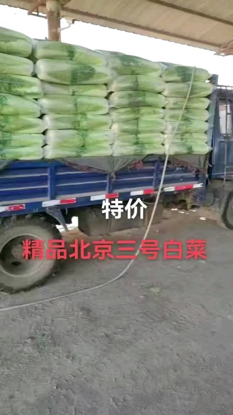 玉田白菜，北京三号质量优异价格优惠绑薄叶绿甜口菜.开锅烂