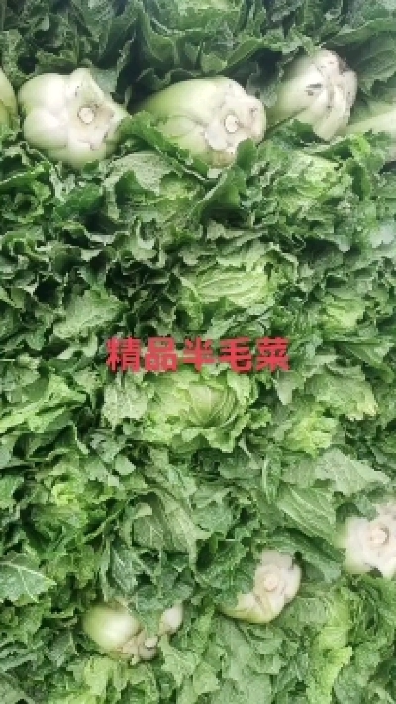 玉田白菜，北京三号质量优异价格优惠绑薄叶绿甜口菜.开锅烂