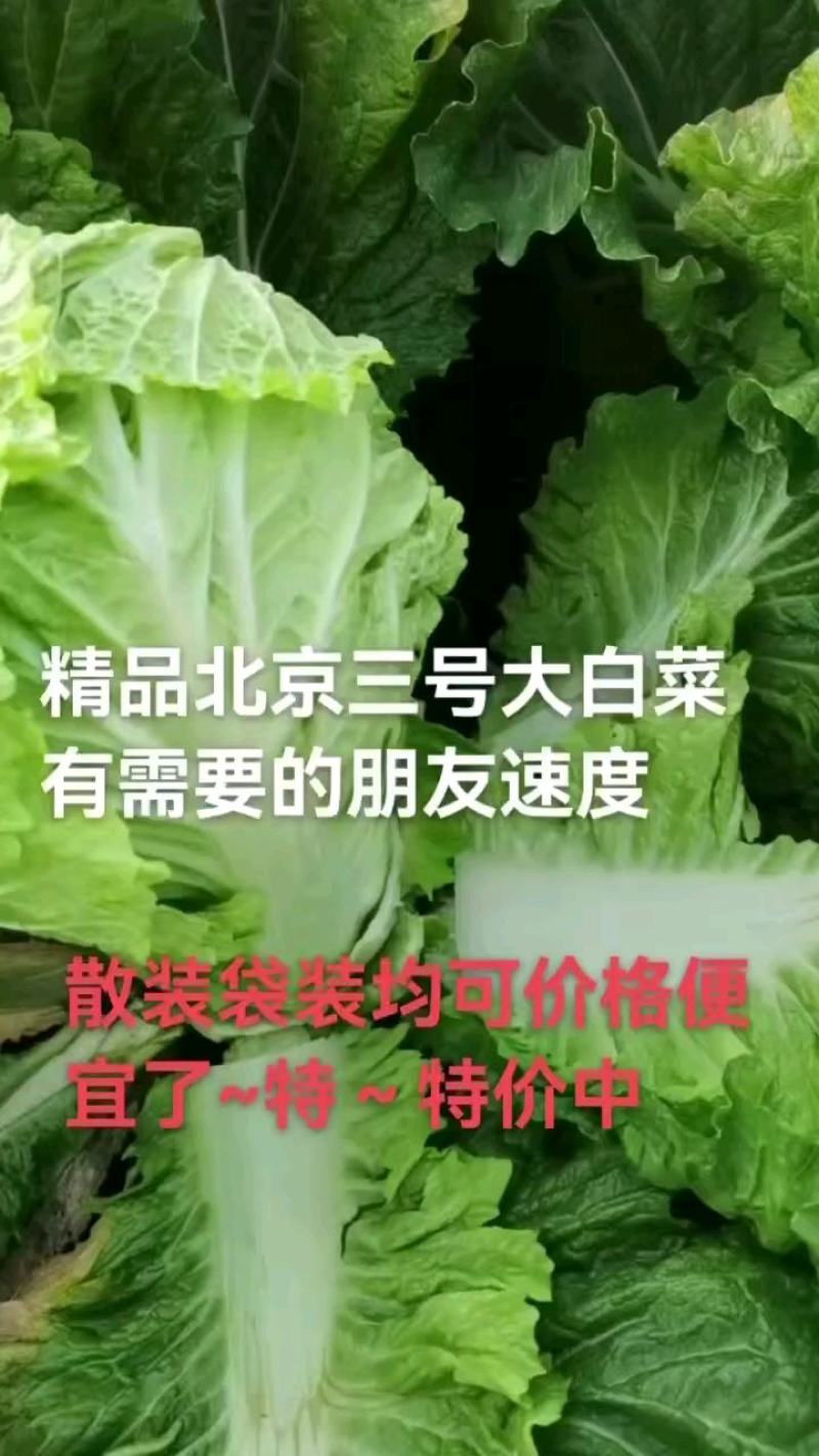 玉田白菜，北京三号质量优异价格优惠绑薄叶绿甜口菜.开锅烂