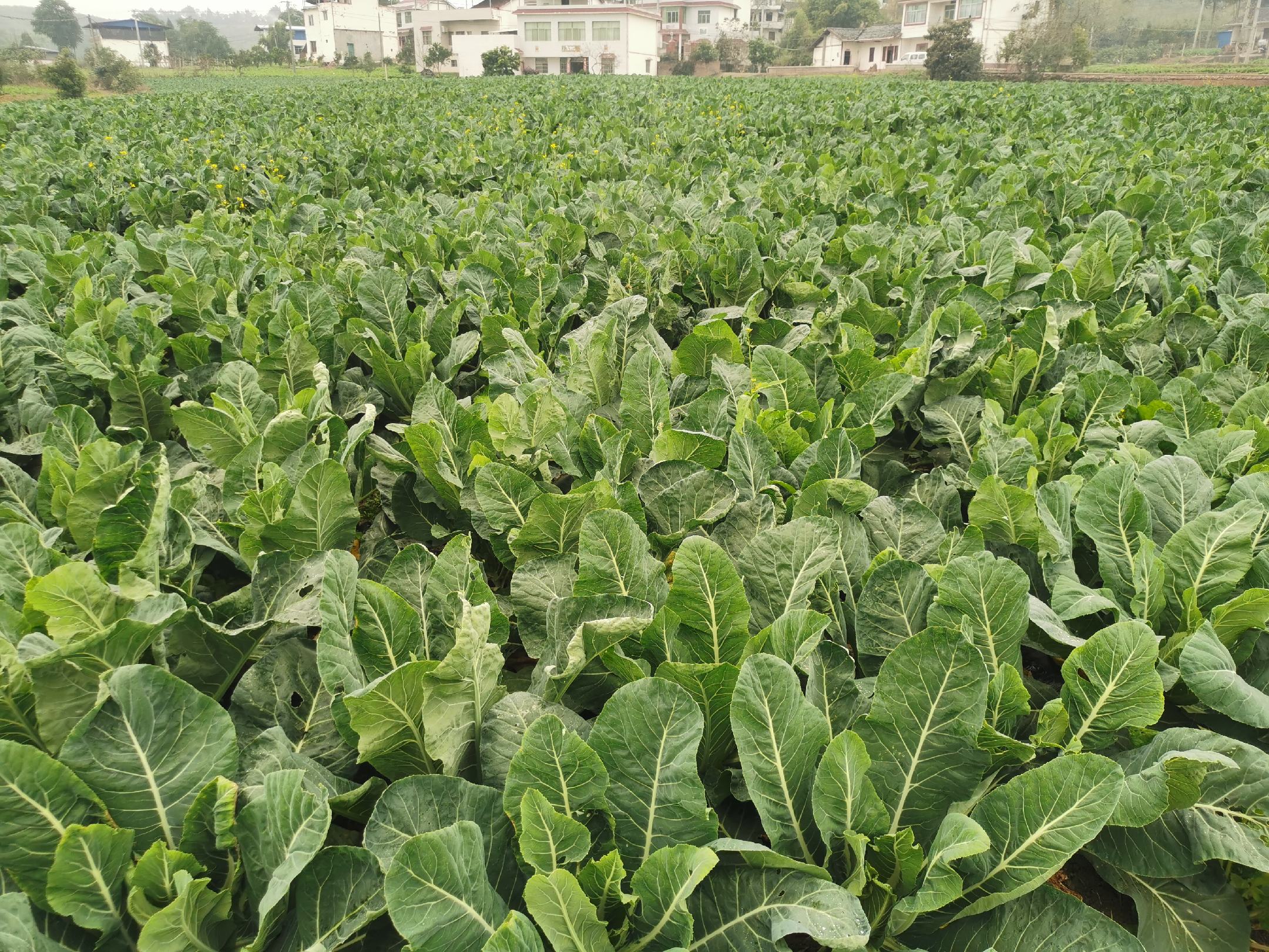 白面青梗松花菜优良品种对比图