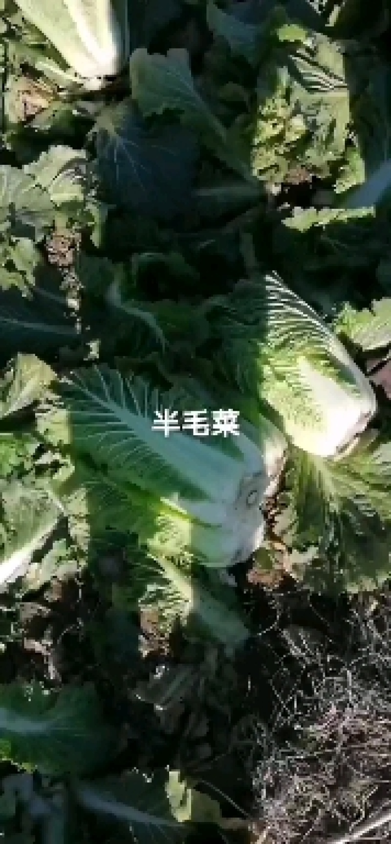 玉田北京新三号白菜大量供货散装袋装均可协办装车找车
