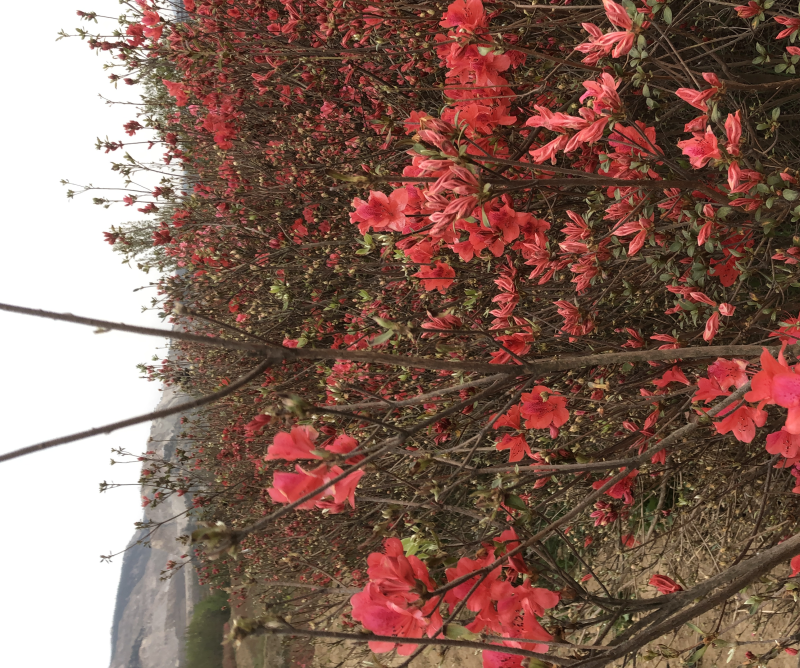 【基地发货】映山红国旗红杜鹃各种规格质量保证