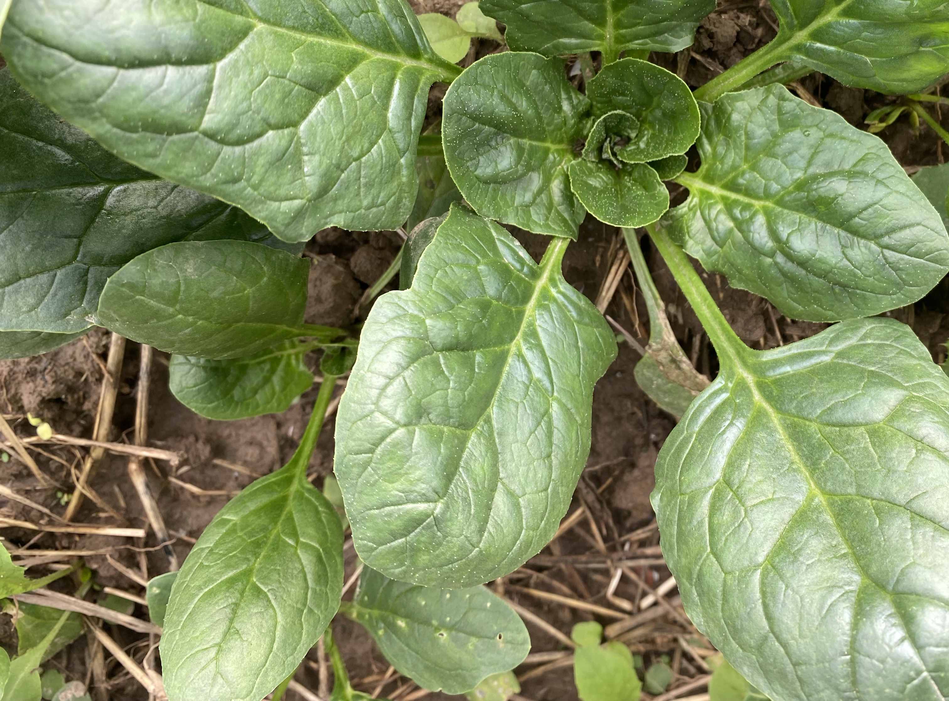 菠菜豆腐干搭配示意图