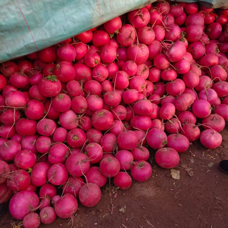 辽宁凌海大红萝卜以大量上市了，欢迎各位老板前来我地采购！