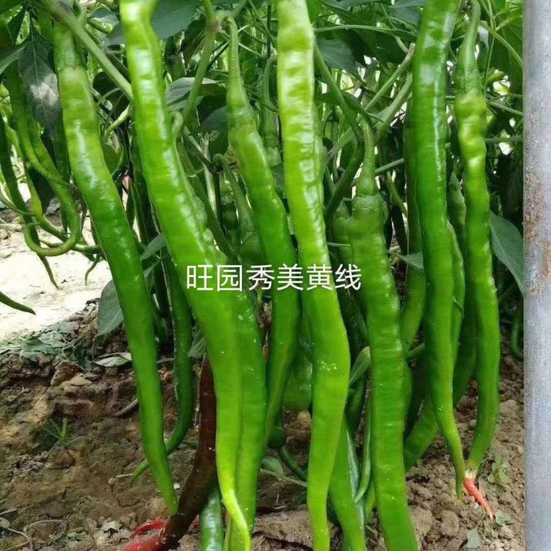 辣椒苗尖椒苗螺丝椒苗线椒苗菜椒苗方椒苗彩椒苗四季包成活