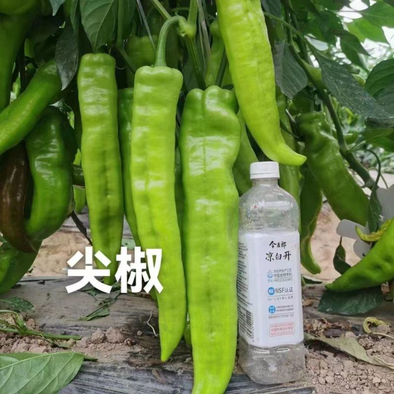 辣椒苗尖椒苗螺丝椒苗线椒苗菜椒苗方椒苗彩椒苗四季包成活