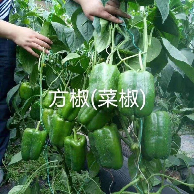 辣椒苗尖椒苗螺丝椒苗线椒苗菜椒苗方椒苗彩椒苗四季包成活