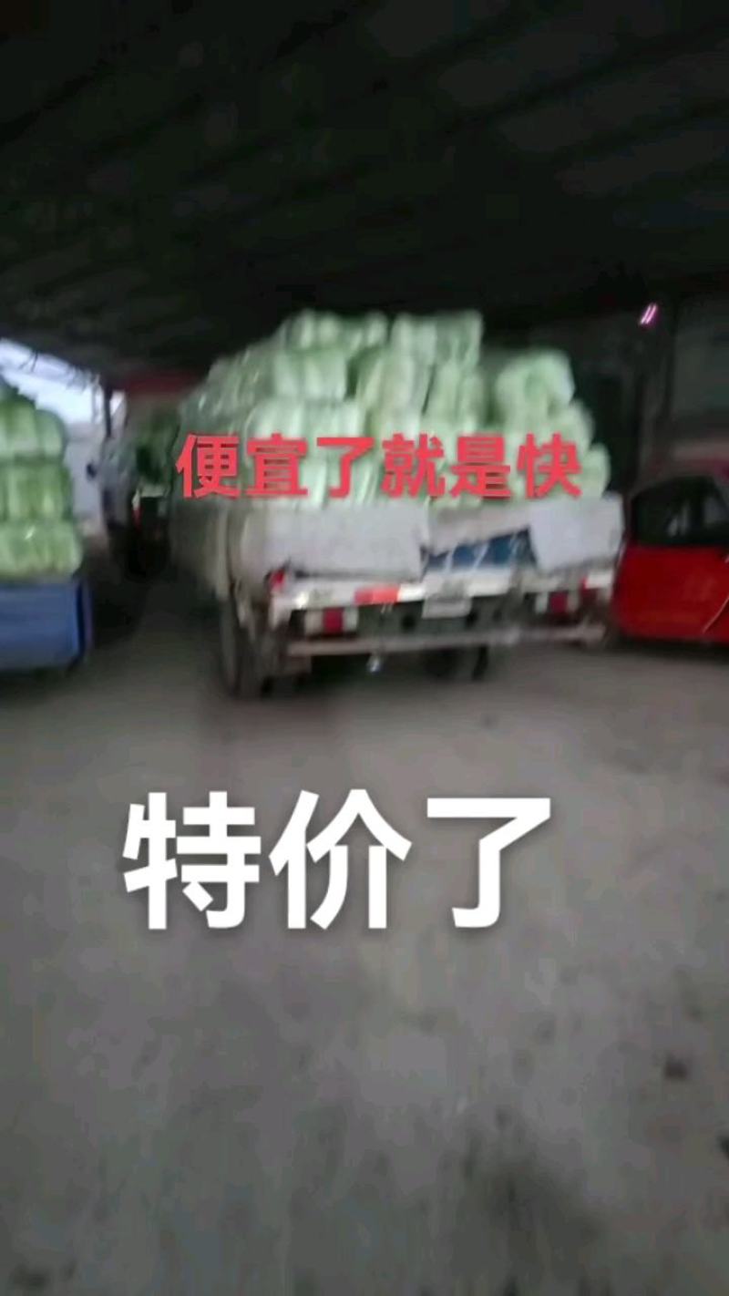 河北玉田北京三号大白菜散装袋装均有一手货源质量优益