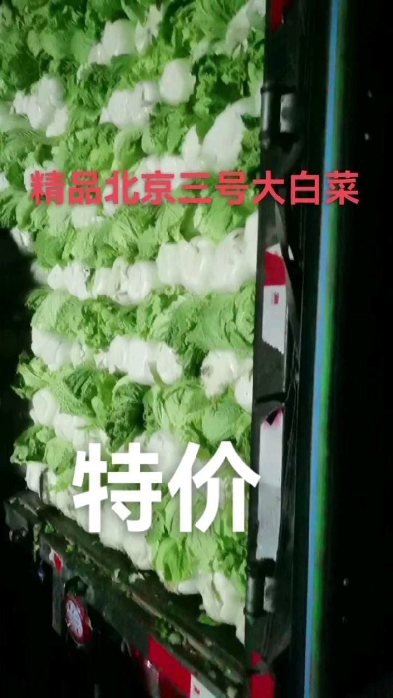 河北玉田北京三号大白菜散装袋装均有一手货源质量优益
