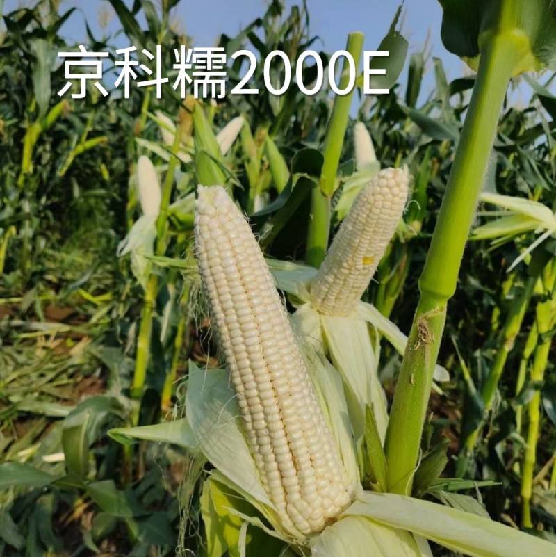 京科糯2000E糯玉米种子国审早熟甜糯大棒抗热白粘糯玉